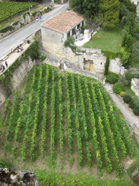 visite de Saint Emilion et de ses vignes