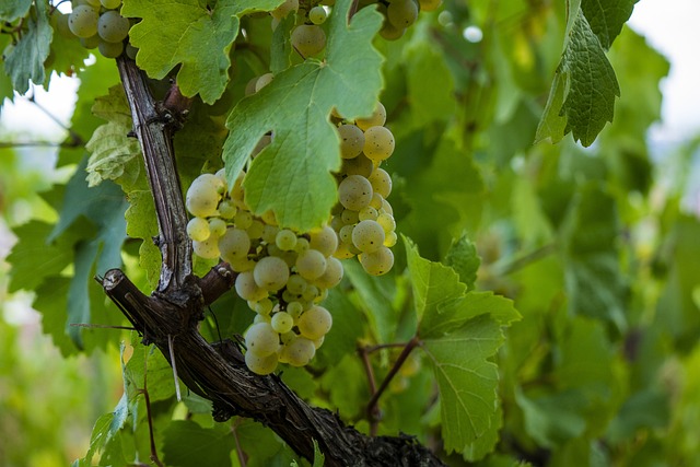 route des vins près de Blaye